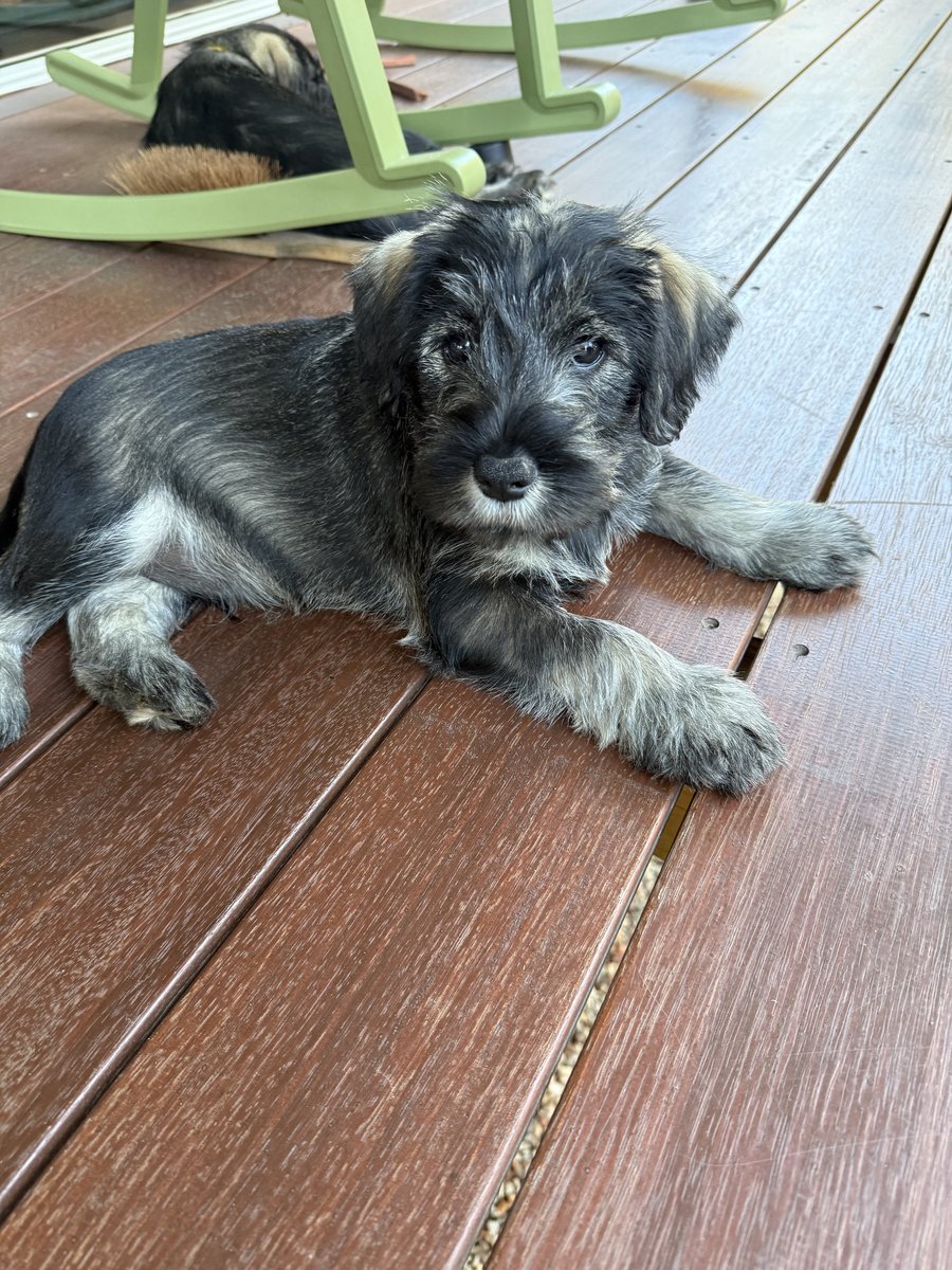 Wolki Standard Schnauzer