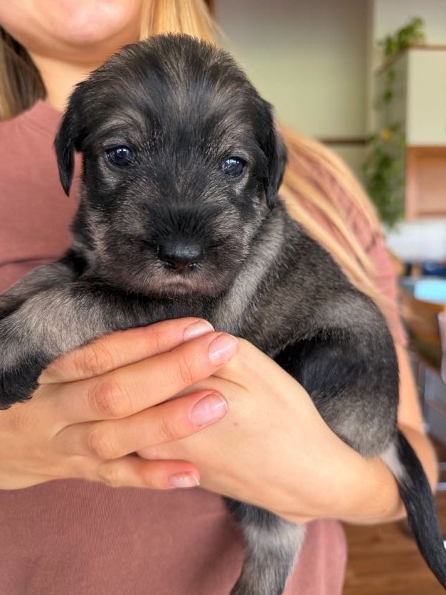 Wolki Standard Schnauzer puppy