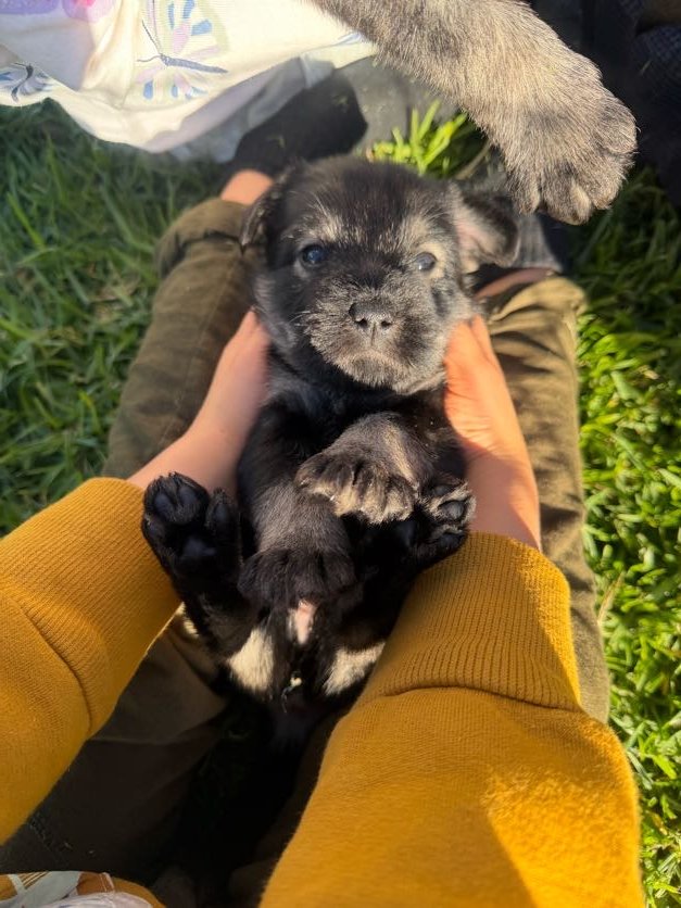 Wolki Standard Schnauzer puppy
